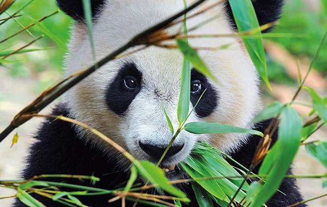 Day 18: Chengdu Panda Reserve