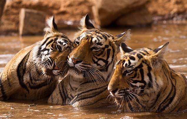 Day 16: Ranthambore Safaris