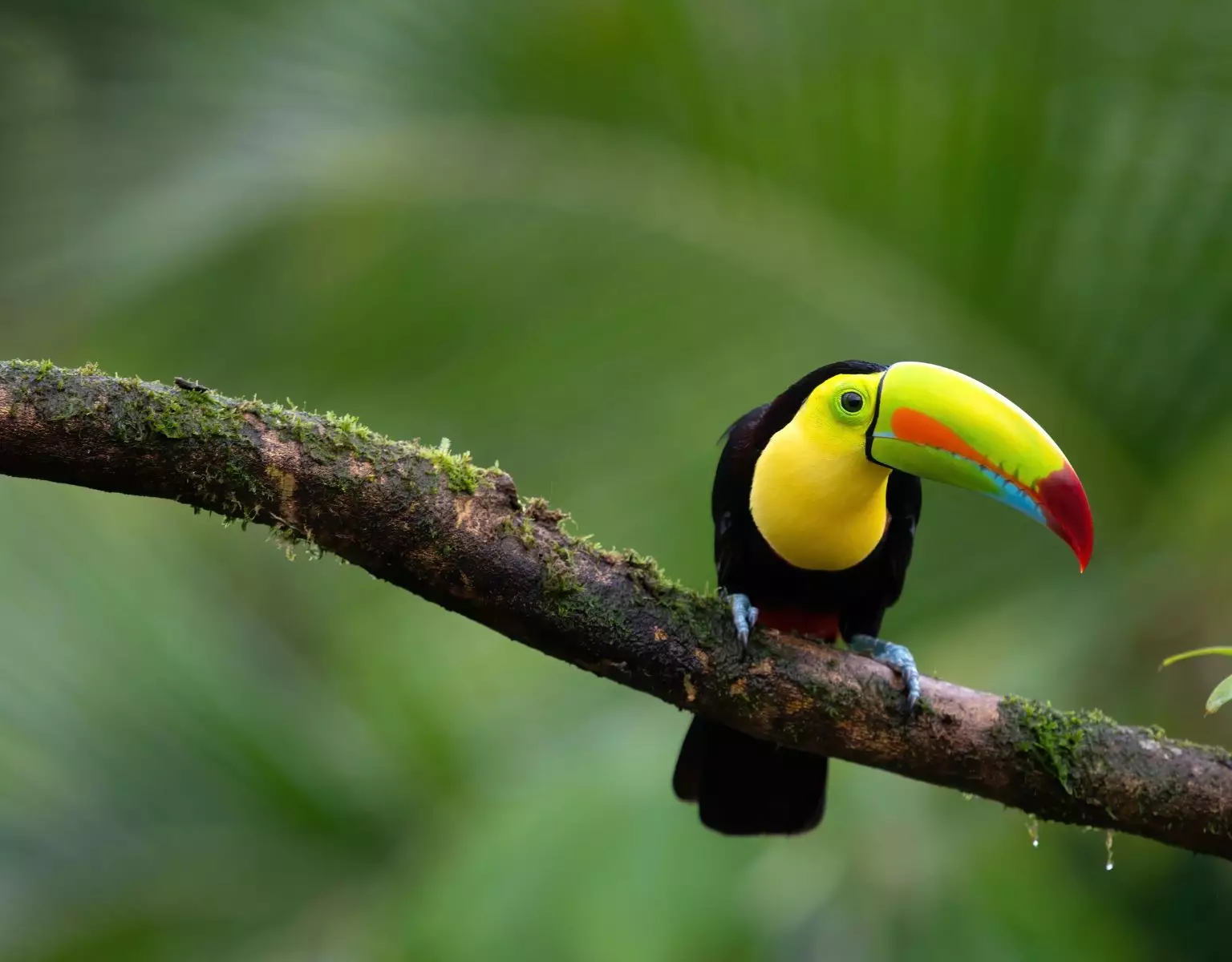 Colours of Costa Rica