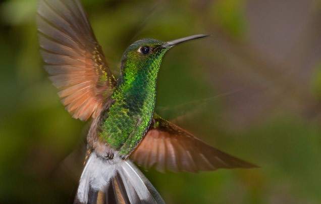 DAY 4: EXPLORE TORTUGUERO