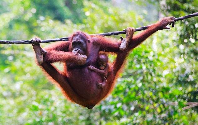 Day 5: Semenggoh Nature Reserve