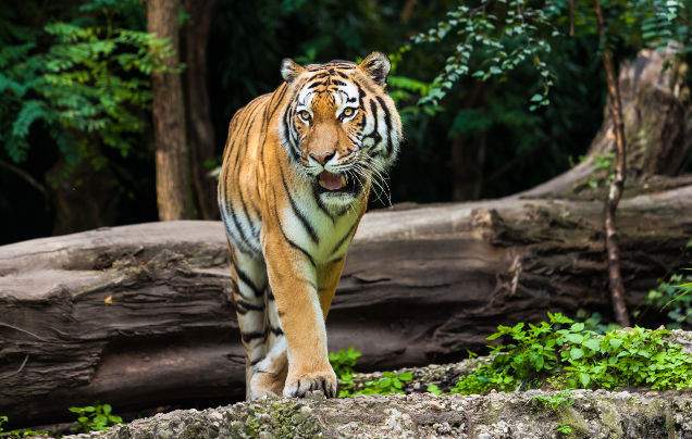 Day 15: Bundi to Ranthambore National Park