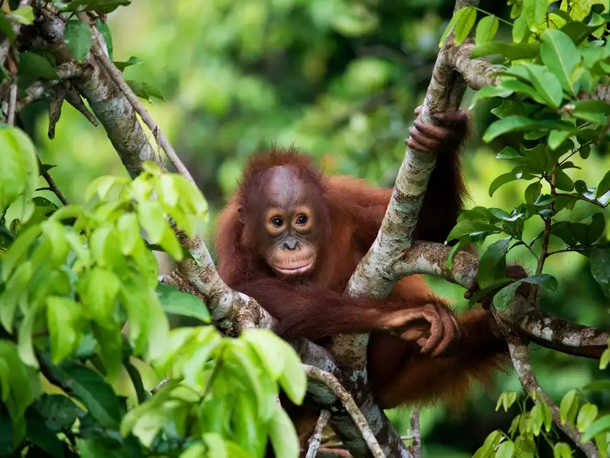 Malaysia borders set to re-open