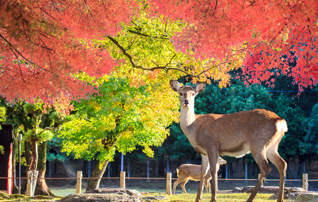 DAY 5 FROM NARA TO KYOTO