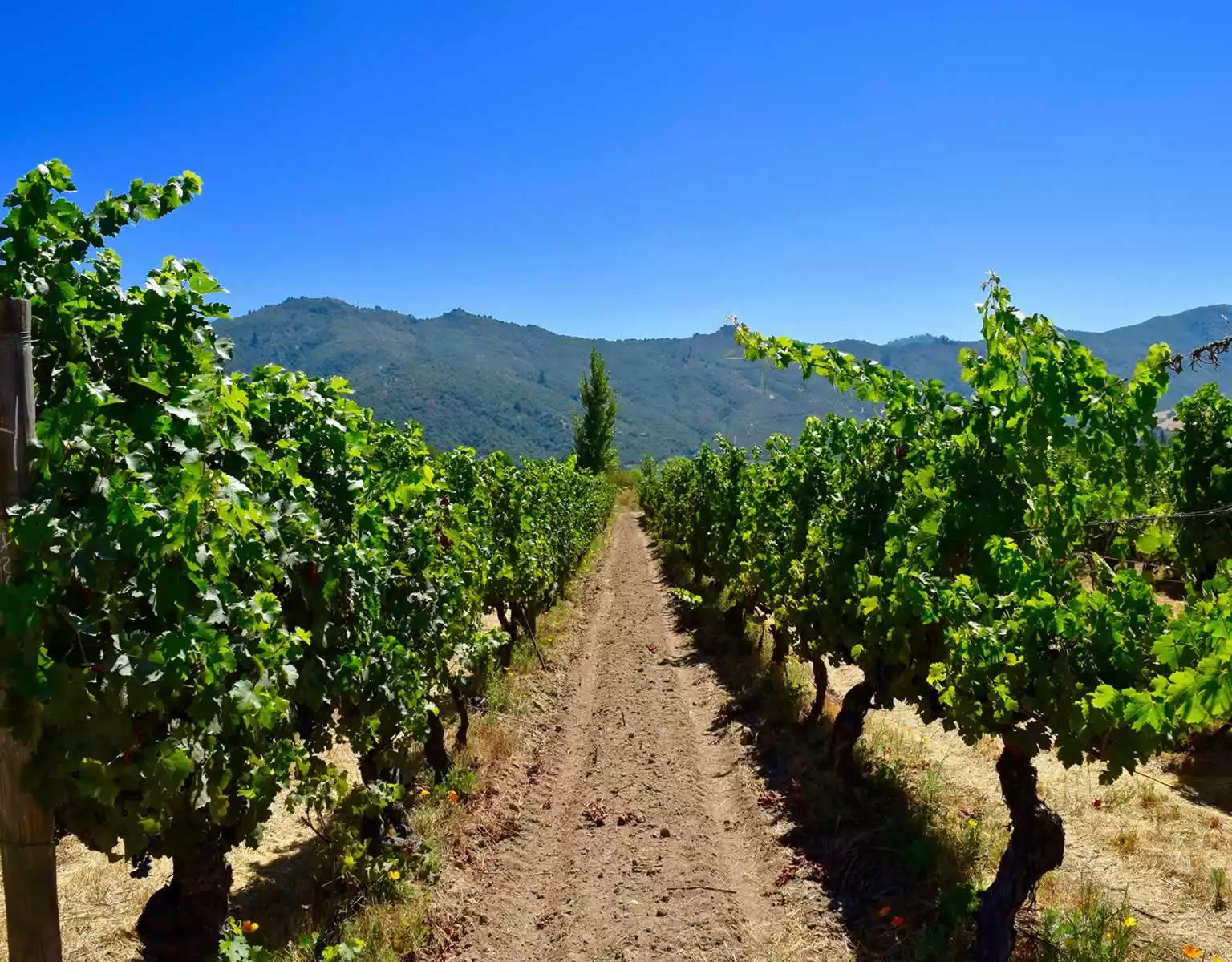 Colchagua Valley Wine Tour