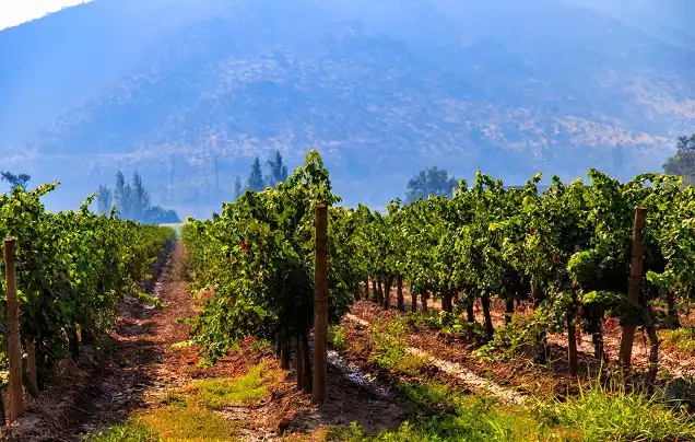 Day 1: Arrive Colchagua Valley