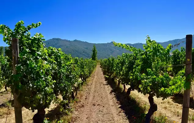 Day 2: Vineyard Tours