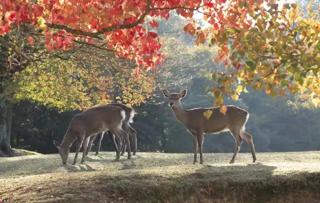 Day 1 Travel from Osaka to Nara
