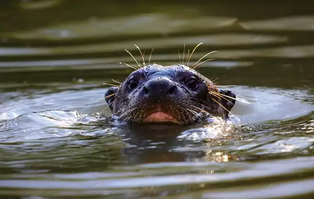 Day 2: Amazon Adventure