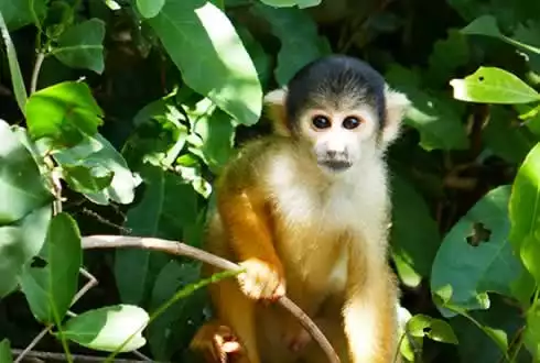 Peruvian Amazon Jungle Stay