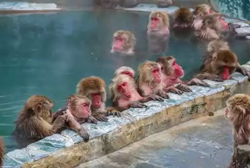 Snow Monkeys Extension