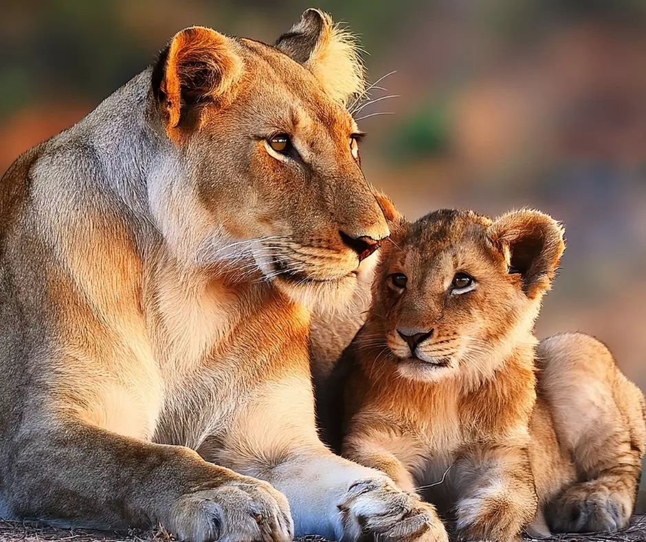 Africa Brochure Launch Virtual Travel Show