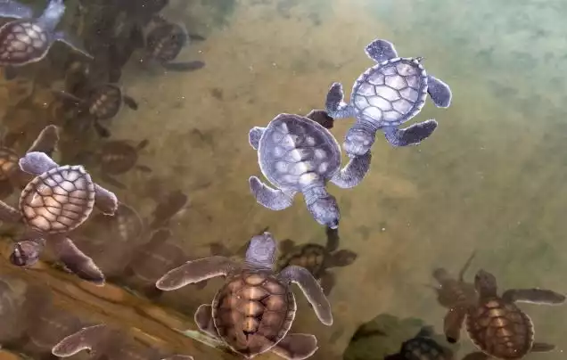 Day 14: Kosgoda Turtle Sanctuary