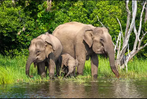 Sri Lanka & Maldives Escape 
