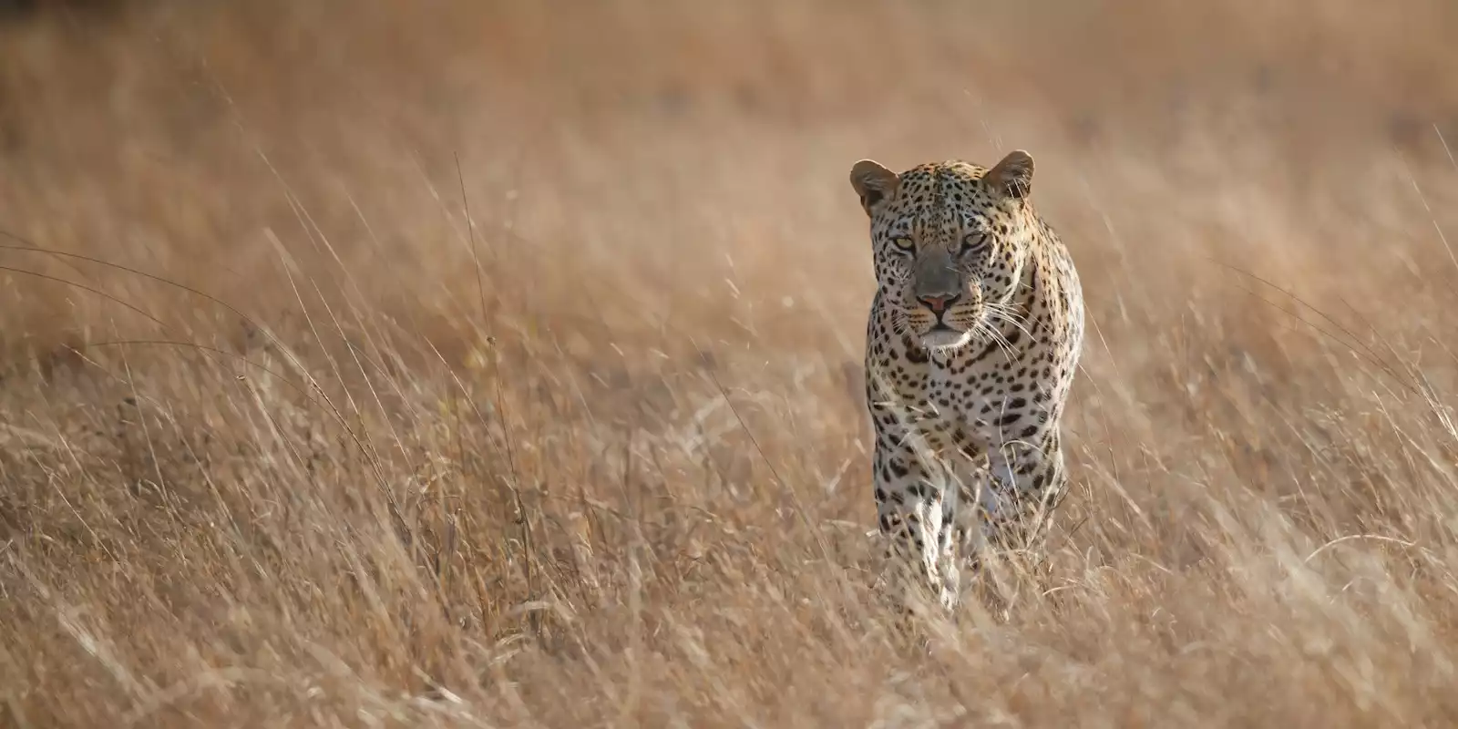 Greater Kruger Holidays