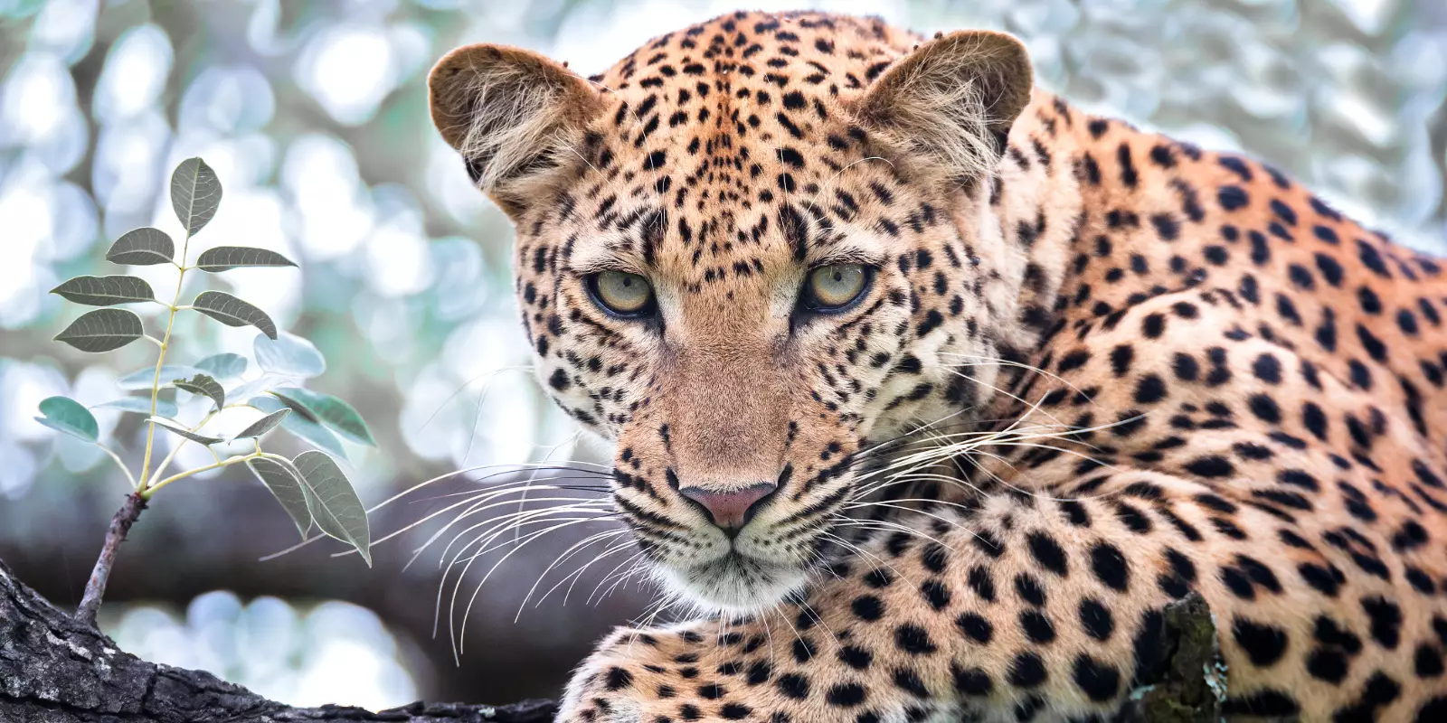 Christmas in South Africa