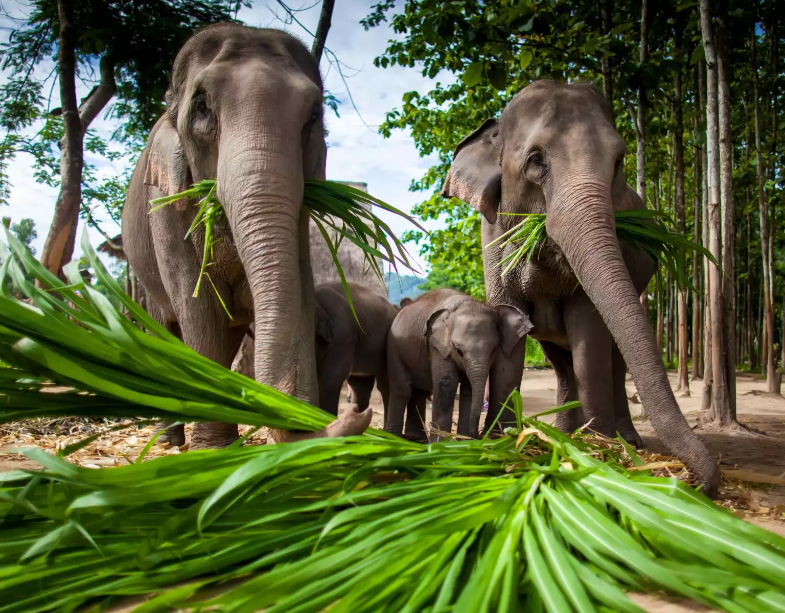 Day 11: Christmas Day - Elephant Rescue & Christmas Dinner