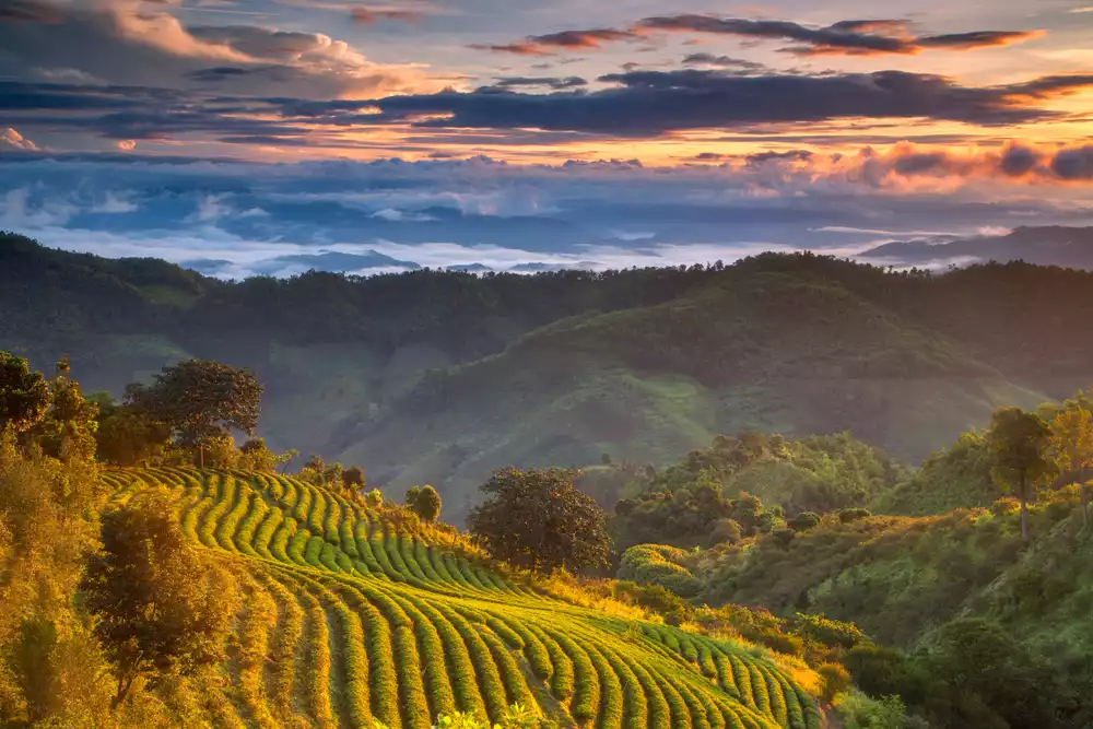 Day 8: Tribes & Tea Plantations in Mae Salong