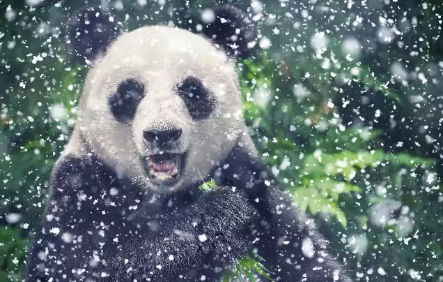 Day 5: Chengdu & Giant Pandas