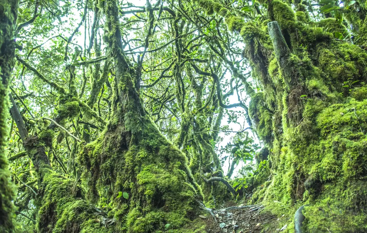 Day 8: Mossy Forest Walk and Train to Penang