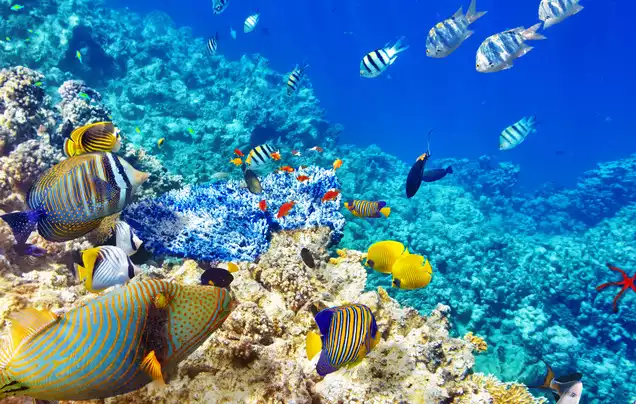 Day 3: Snorkeling tour of Isla del Cano