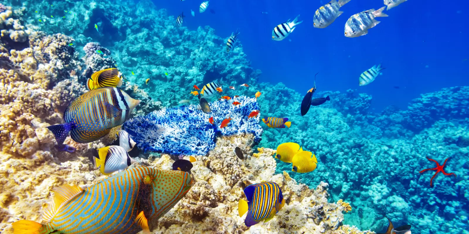 Corcovado National Park 