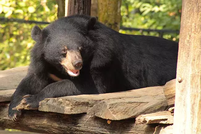At the foot of Laos&rsquo; tropical Kuang Si waterfalls, you&rsquo;ll find the Free the Bears wildlife sanctuary, which has been rescuing sun and moon bears from the illegal wildlife trade since 2003. Learn about their crucial work on a behind the scenes tour of the sanctuary, during which time you&rsquo;ll meet the resident bears and even prepare them a special meal.