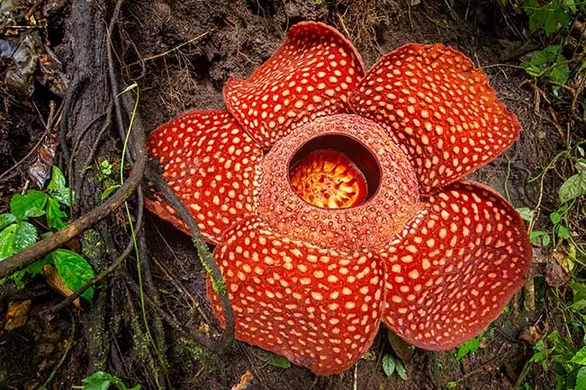 Dating back over 130 million years, the Kinabalu rainforest is one of Earth&rsquo;s most important biological sites, with innumerable species of endangered flora and fauna. Keep an eye out for the rare Rafflesia plant, which produces the world&rsquo;s largest individual flower.