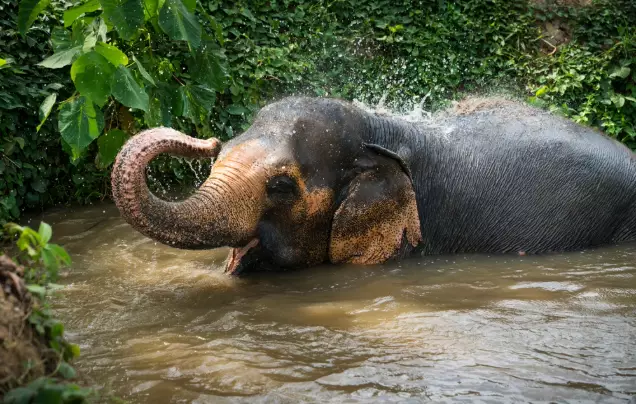 Day 8: Uxo Visitor Centre & Elephant Sanctuary