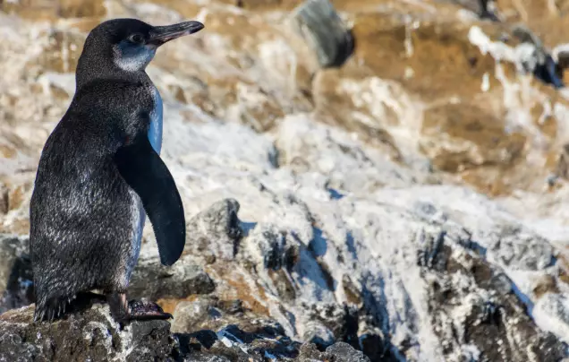 Day 2: Pinnacle Rock