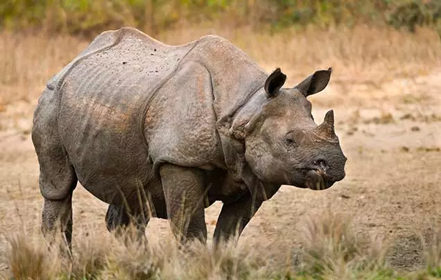 Day 11: Kaziranga Safari