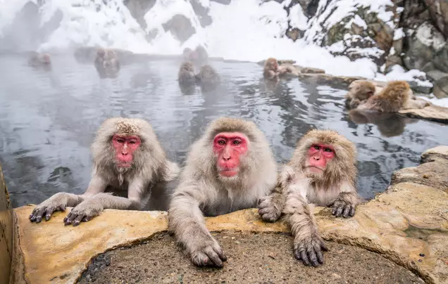 Day 18: See the Snow Monkeys
