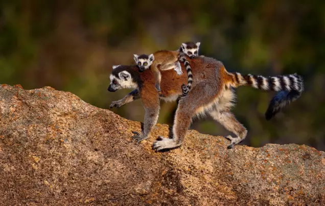 Day 18: Lemur Island