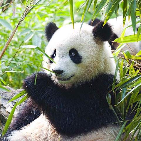 Where to See Giant Pandas in China