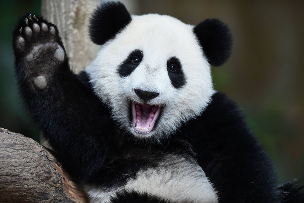 Giant Panda Conservation