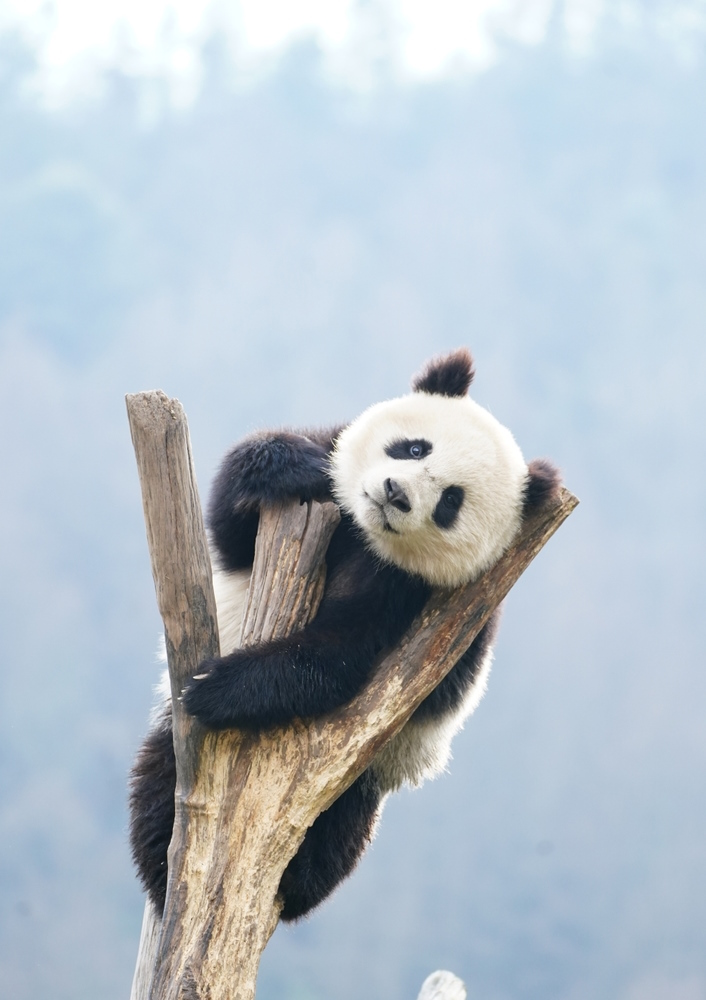 Giant Panda Basics