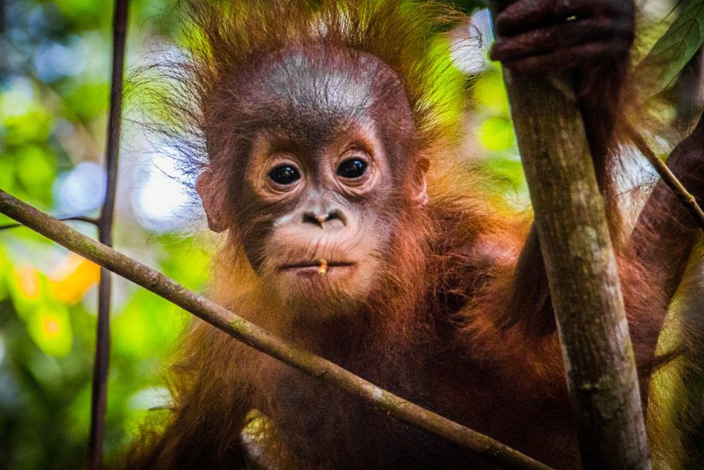 How to See Orangutans with Wendy Wu Tours
