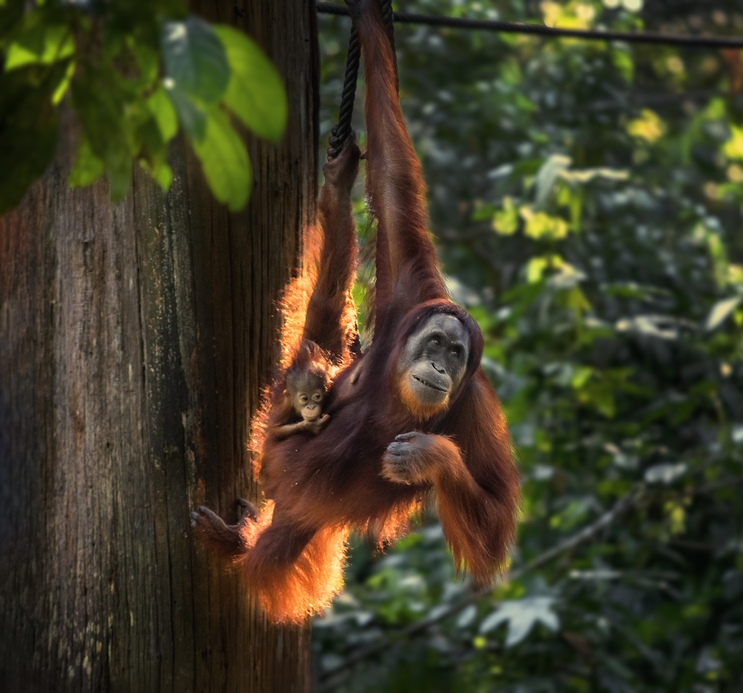 Where to See Orangutans
