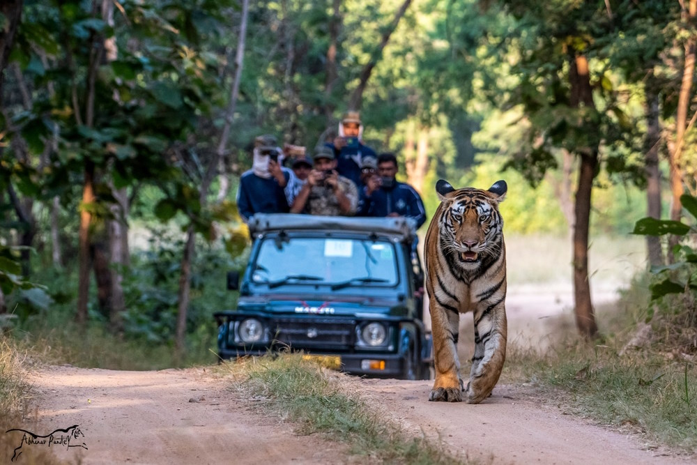 Where to See Bengal Tigers