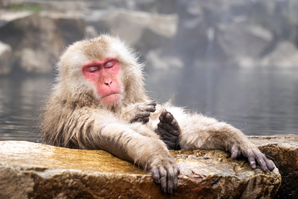 How to See Snow Monkeys with Wendy Wu Tours