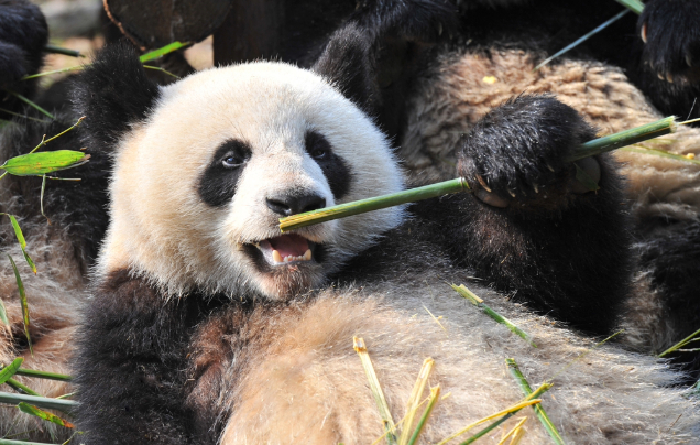 Day 10: Discover Chongqing's Pandas & City