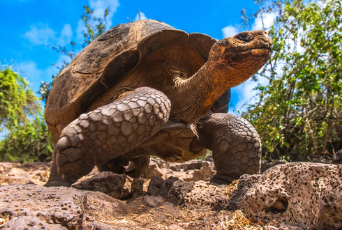 Galapagos Cruise & Machu Picchu
