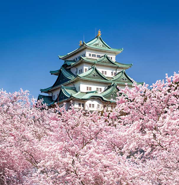 Why Visit Japan In Cherry Blossom Season?