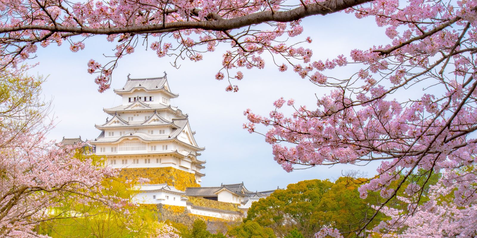 See Japan In Bloom