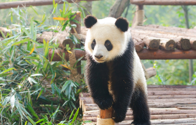 Day 17: Giant pandas