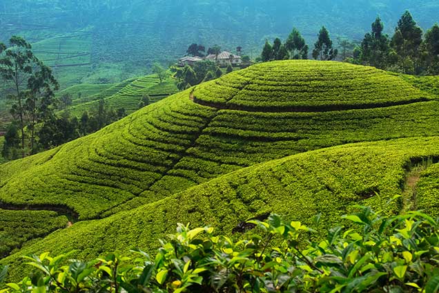 Day 9: City Tour of Nuwara Eliya