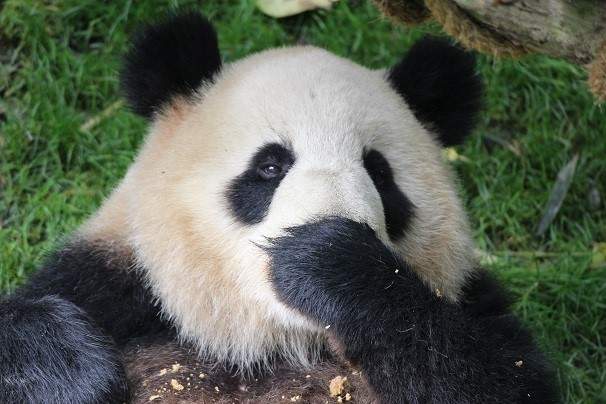Day 8: Dujiangyan Panda Base
