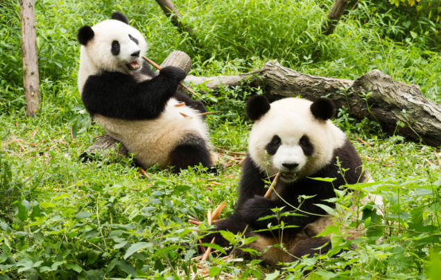 Day 9: Explore Chengdu