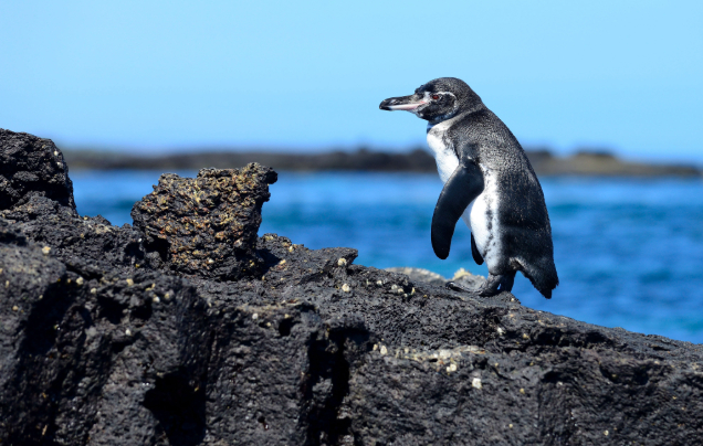 Day 10: Papallacta – Galápagos (La Lobería)
