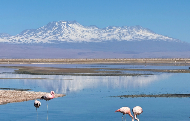 Day 7: Altiplanic Lagoons & Atacama Salt Flat